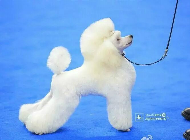  p>贵宾犬(poodle),也称"贵妇犬",又称"卷毛狗",在德语中,pudel是"