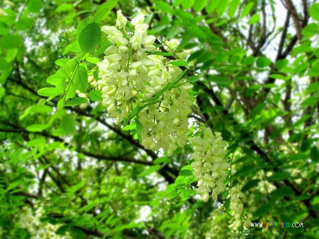  p> a href="#">国槐 /a>( a href="#">学名 /a>:sophora japonica