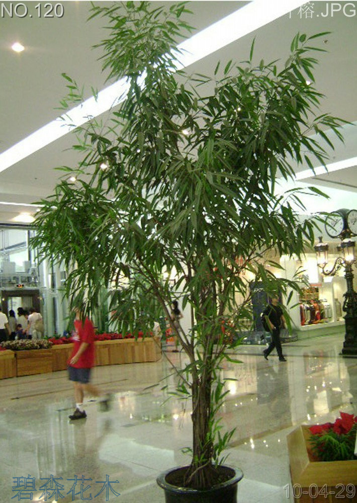  p>柳叶榕(学名: i>ficus binnendijkii /i> miq.