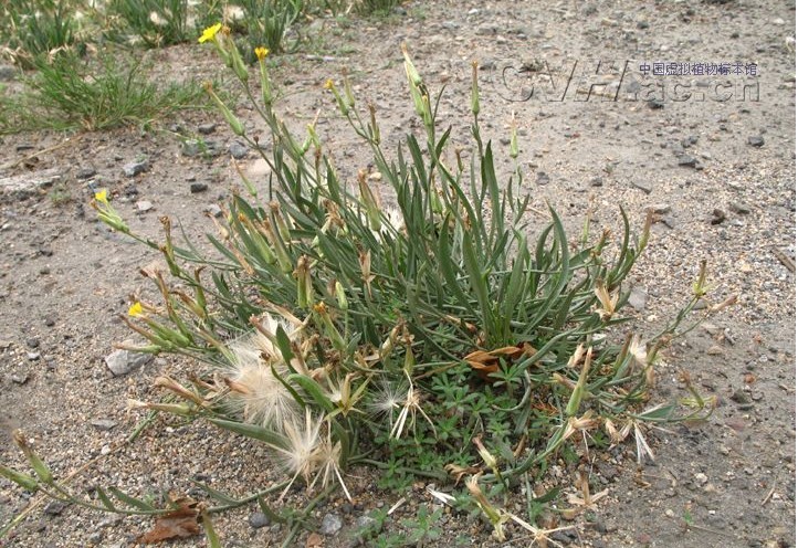  p>蒙古鸦葱(学名: i>scorzonera mongolica /i> maxim.