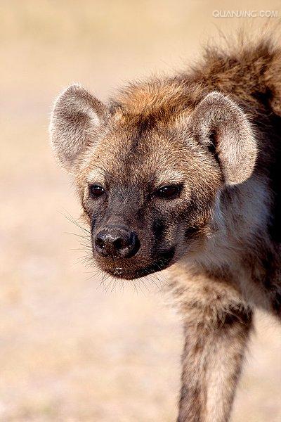  p>斑鬣狗(学名: i>crocuta crocuta /i>):又名斑点鬣狗,体长约95-160