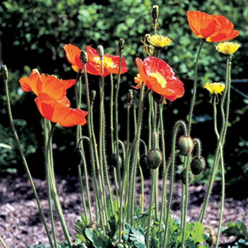  p>野罂粟(学名: i>papaver nudicaule /i>  l.