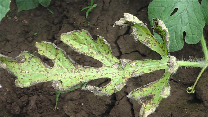 西瓜斑枯病