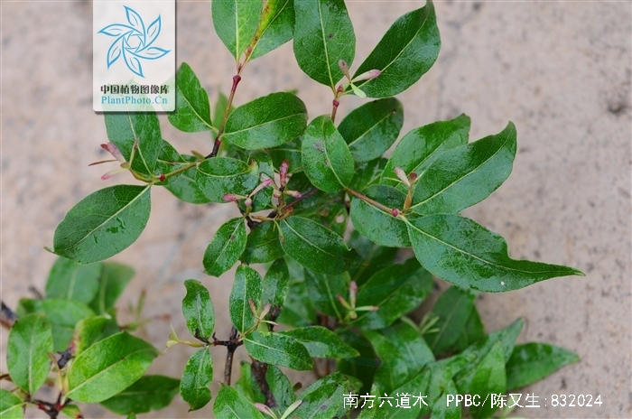 为忍冬科六道木属植物南方六道木 i>abelia dielsii /i> (graebn.