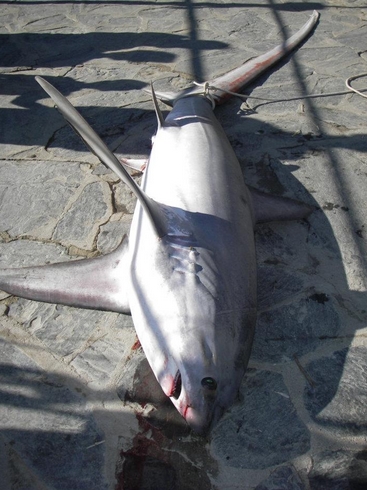 common thresher shark