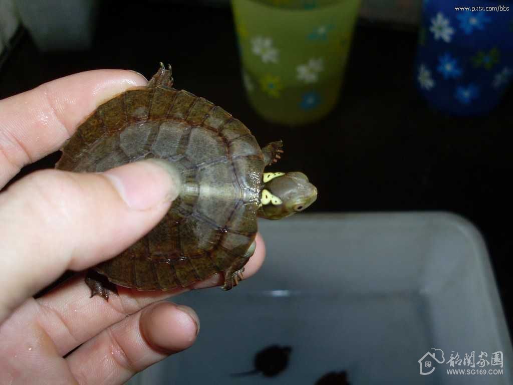 斑眼龟