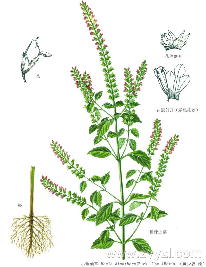 mosla chinensis maxim.