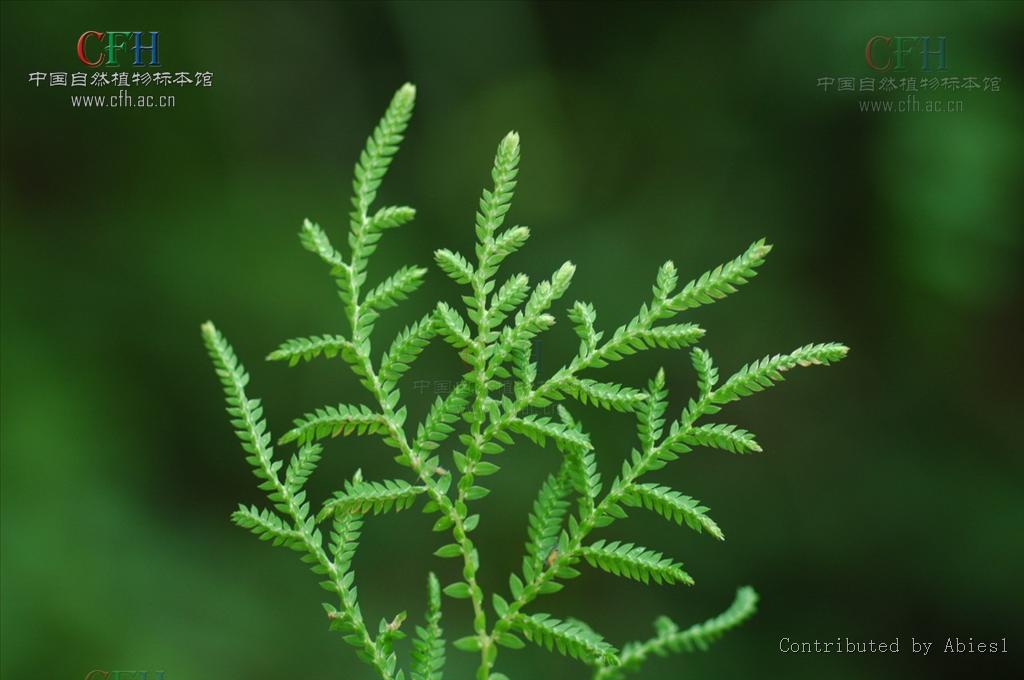  p>异穗卷柏,中药名.