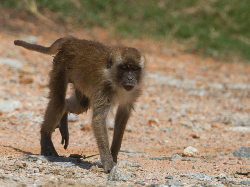  p>食蟹猕猴(学名: i>macaca fascicularis /i>):也称长尾 a href="#"