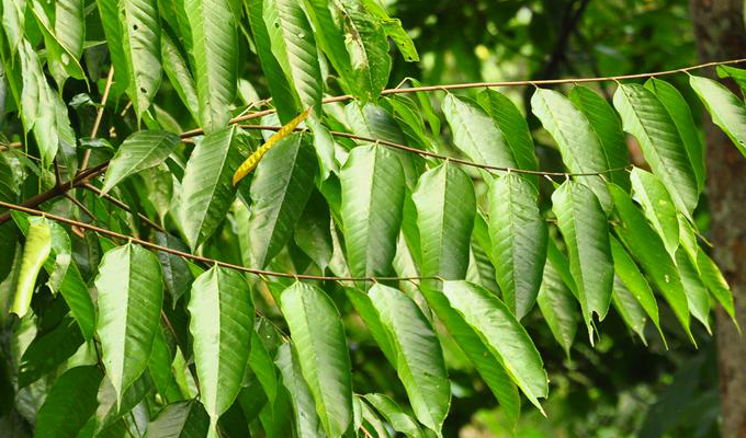  p>滇糙叶树(学名: i>aphananthe cuspidata /i> (bl.) planch.