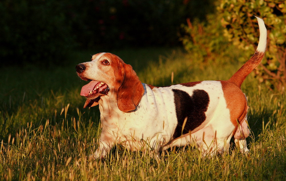basset hound