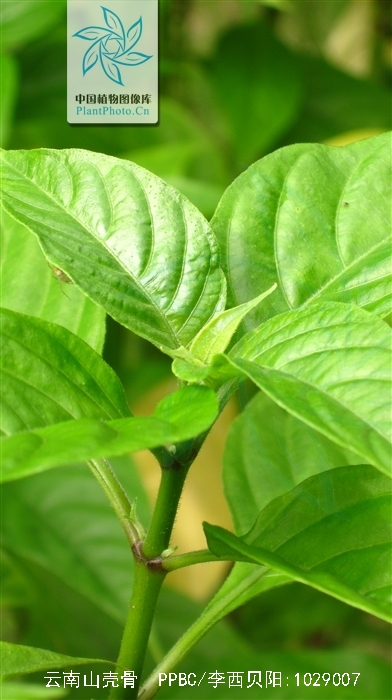  p data-id="gnzu1l7p8j">云南山壳骨( i>pse