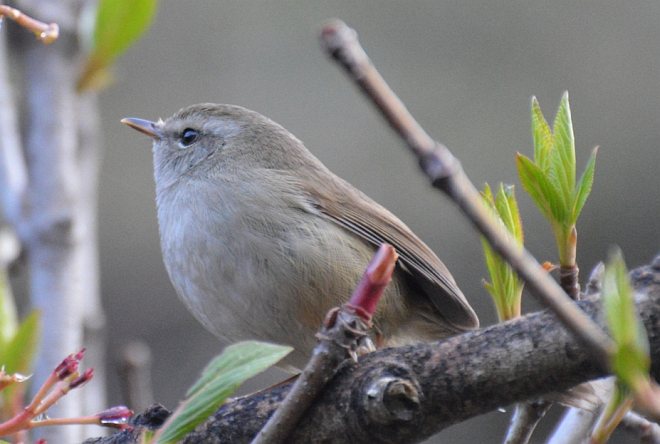 brownish-flanked bush-warbler