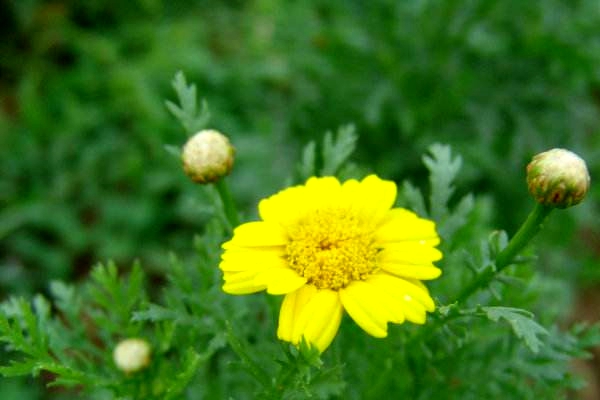  p>春黄菊(学名: i>anthemis tinctoria /i> l.