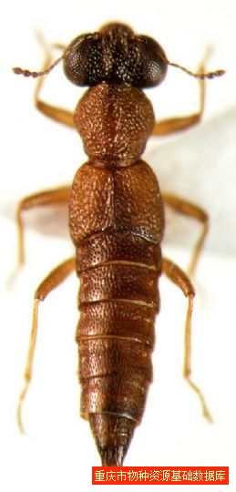 黑头突眼隐翅虫