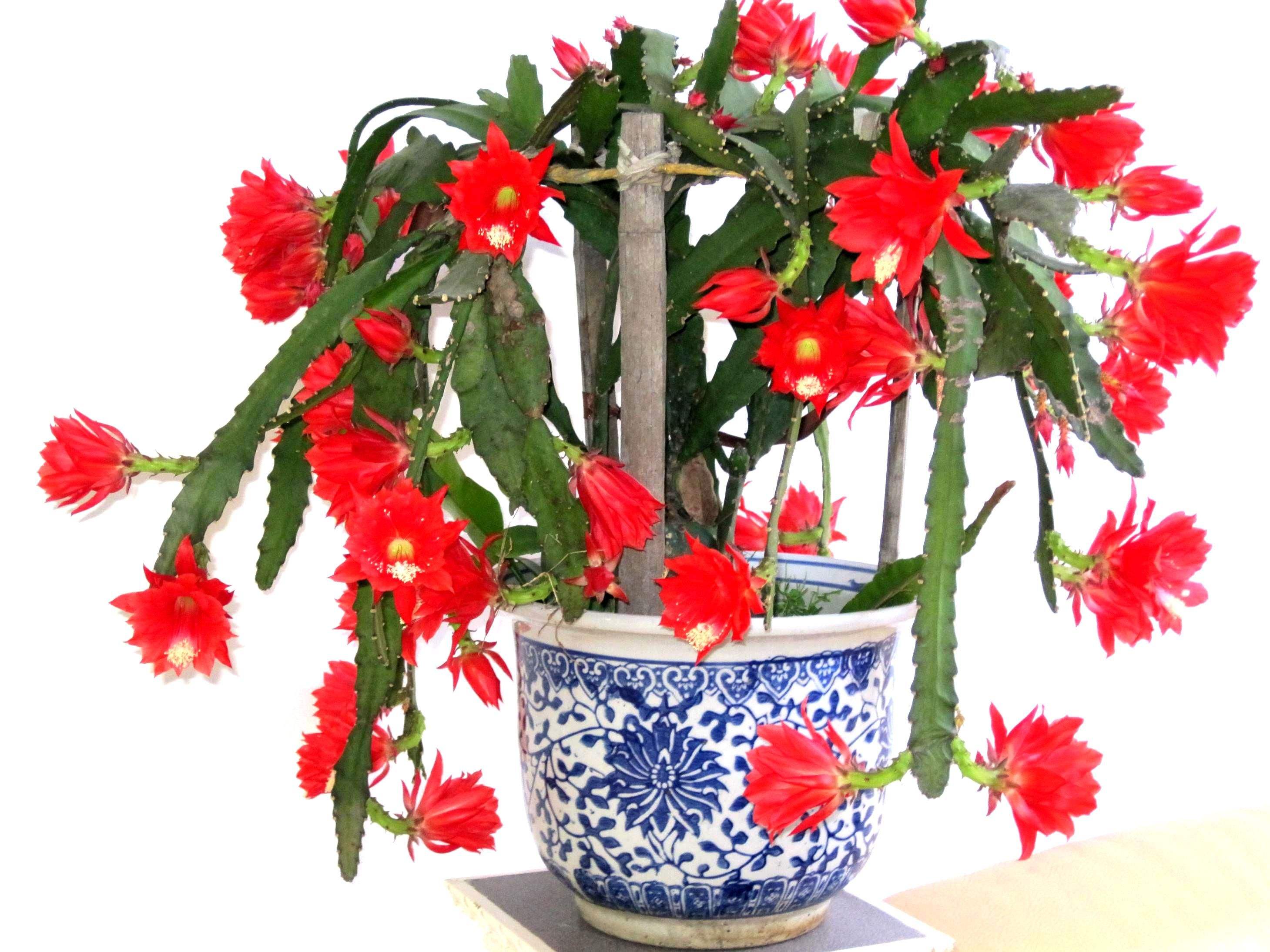  p>令箭荷花( i>nopalxochia ackermanni /i> i>i /i> kunth),为 a