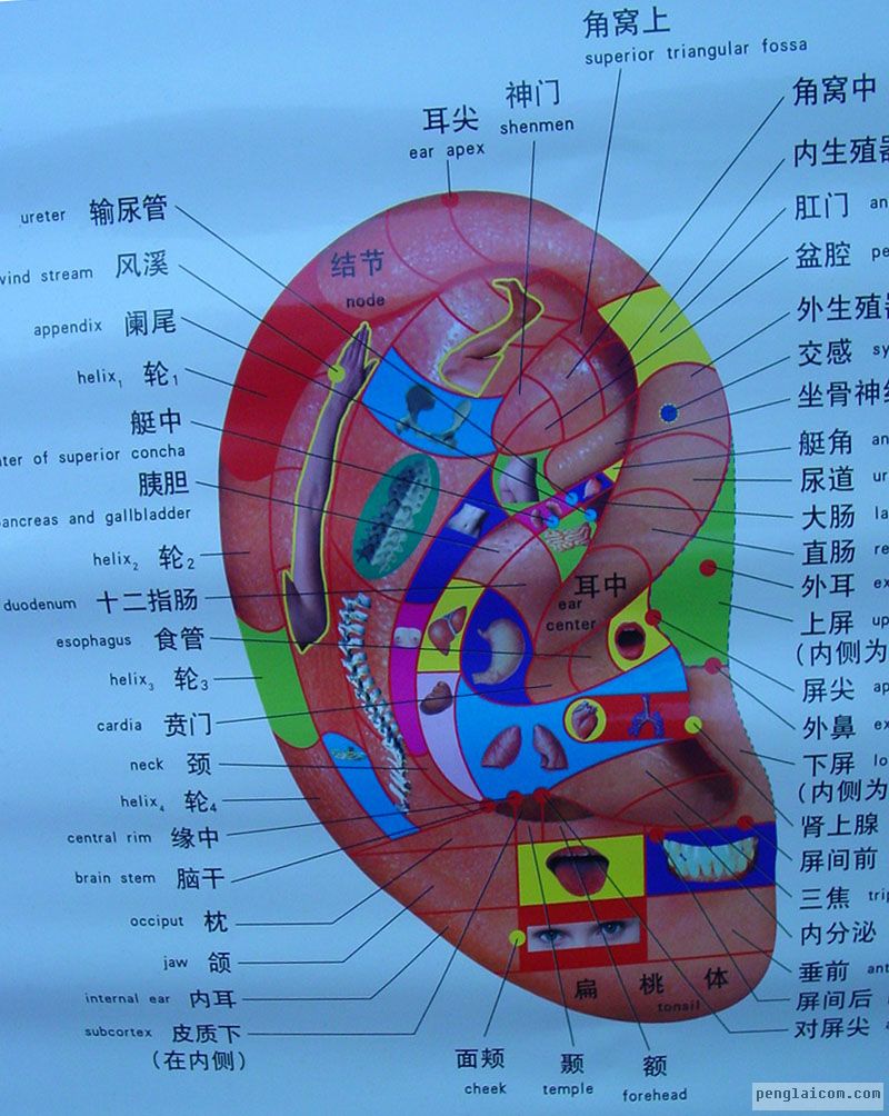 耳穴