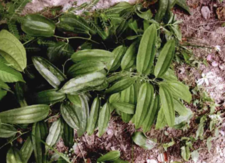  p>粗糙菝葜(学名:smilax lebrunii)是百合科菝葜属植物,攀援灌木.