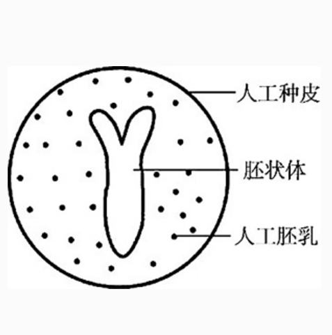 人工种子_百度百科
