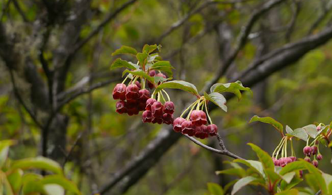  p>毛叶吊钟花(学名: i>enkianthus deflexus /i> (griff.) schneid.