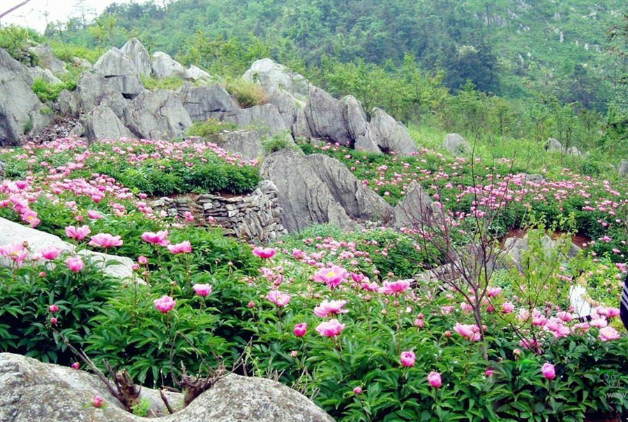  p data-id="gnvegvrqb5">丫山风景区位于安徽省南陵县境内,因主峰呈"