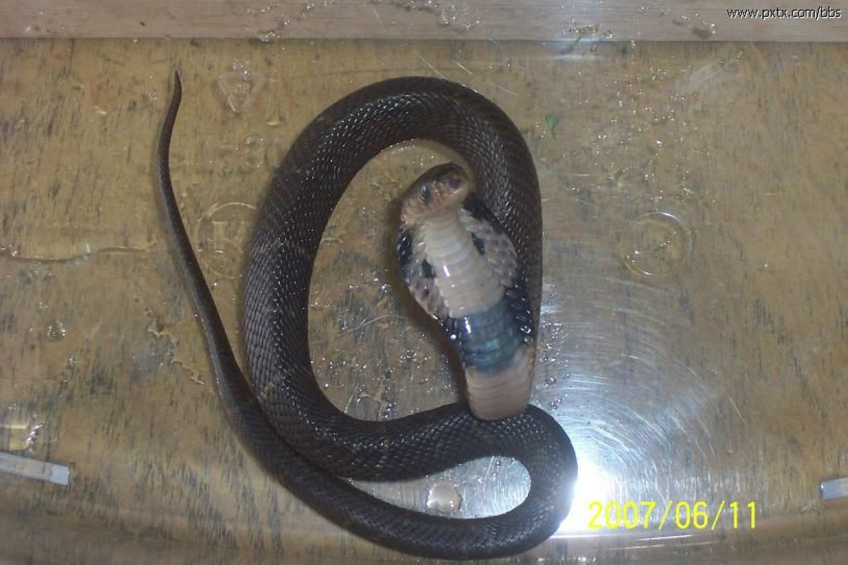 舟山眼镜蛇najaatra