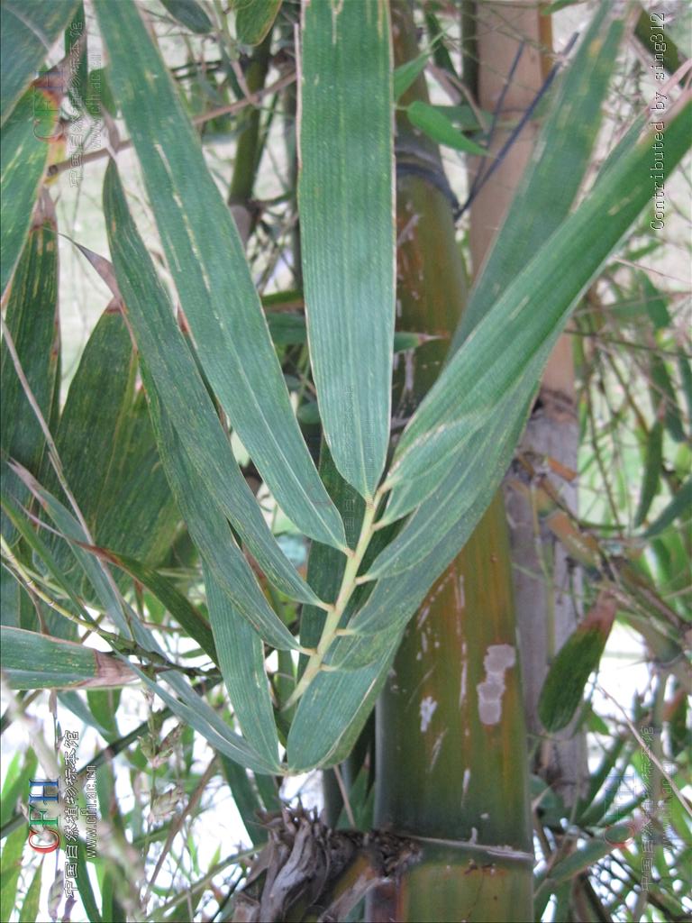  p>孟竹,(dendrocalamopsis bicicatricata (w. t.