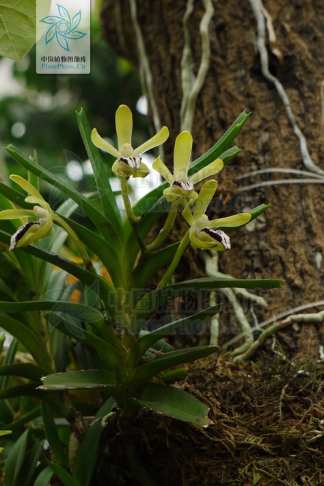  p>叉唇万代兰(拉丁学名: i>vanda cristata /i> lindl.
