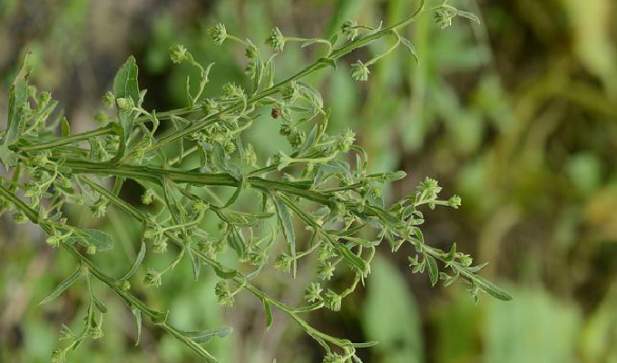  p>六棱菊属, a target="_blank" href="/item/菊目/6759983" data