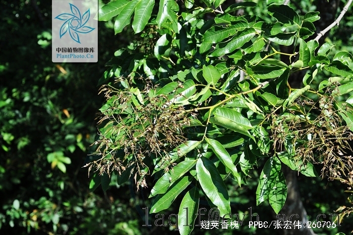  p>翅荚香槐 (学名: i>cladrastis platycarpa /i> (maxim.