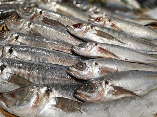 731iut55">以 a target="_blank" href="/item/远东拟沙丁鱼/985937"