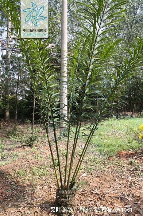  p>叉叶苏铁(拉丁学名: i>cycas bifida /i> (dyer) k. d.