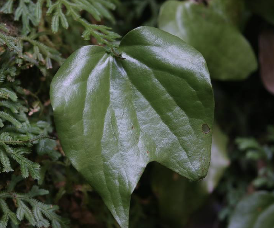  p>燕尾蕨(学名: i>cheiropleuria bicuspis /i> (blume) c.