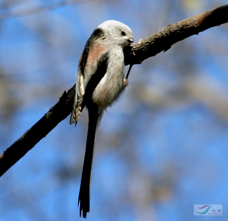  p>雀形目(学名:passeriformes)是鸟类中最为庞杂的一目,为中,小型 a