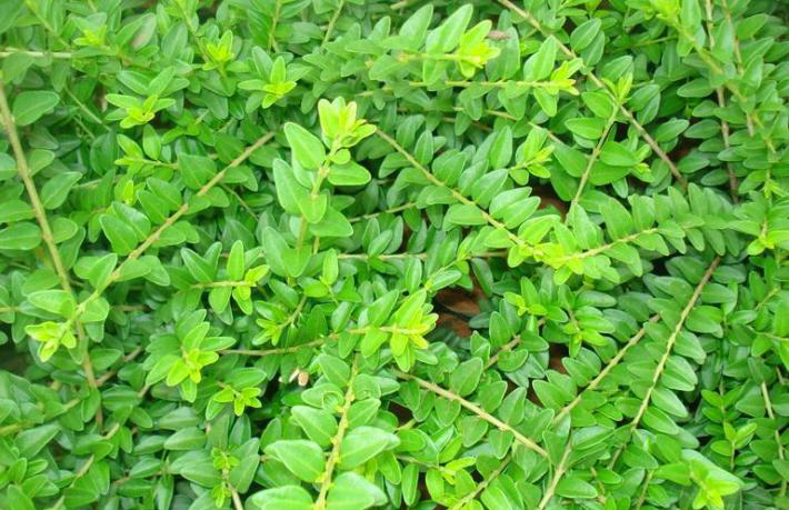  p>亮叶忍冬(学名: i>lonicera ligustrina var.