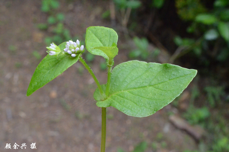  p>尼泊尔蓼,一年生草本.