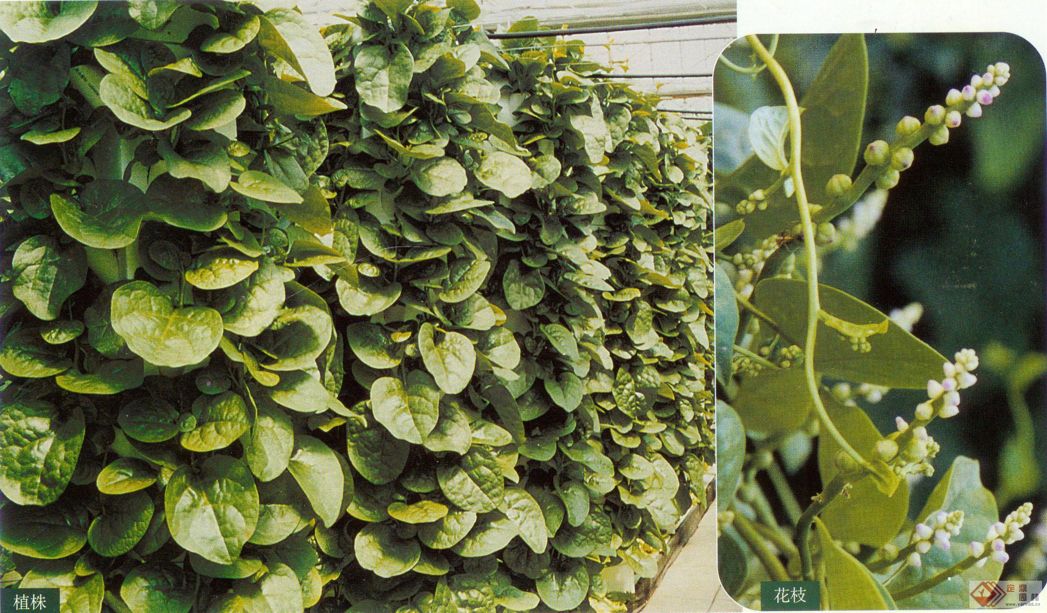  p>落葵属(学名:basella l.)是落葵科落葵属一年生或二年生缠绕草本.