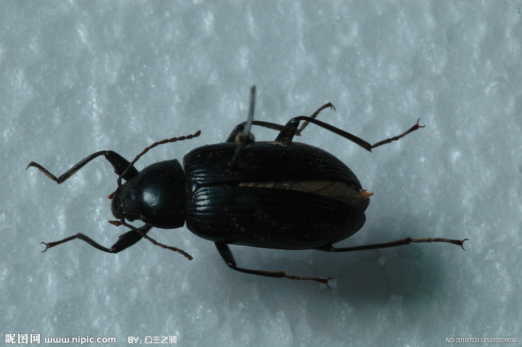  p data-id="gnx9s8zvq7">黑步甲是生活在日本群岛上的一种甲虫,专爱