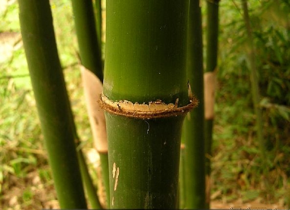  p>料慈竹(学名: i>bambusa distegia /i> (keng et keng f.