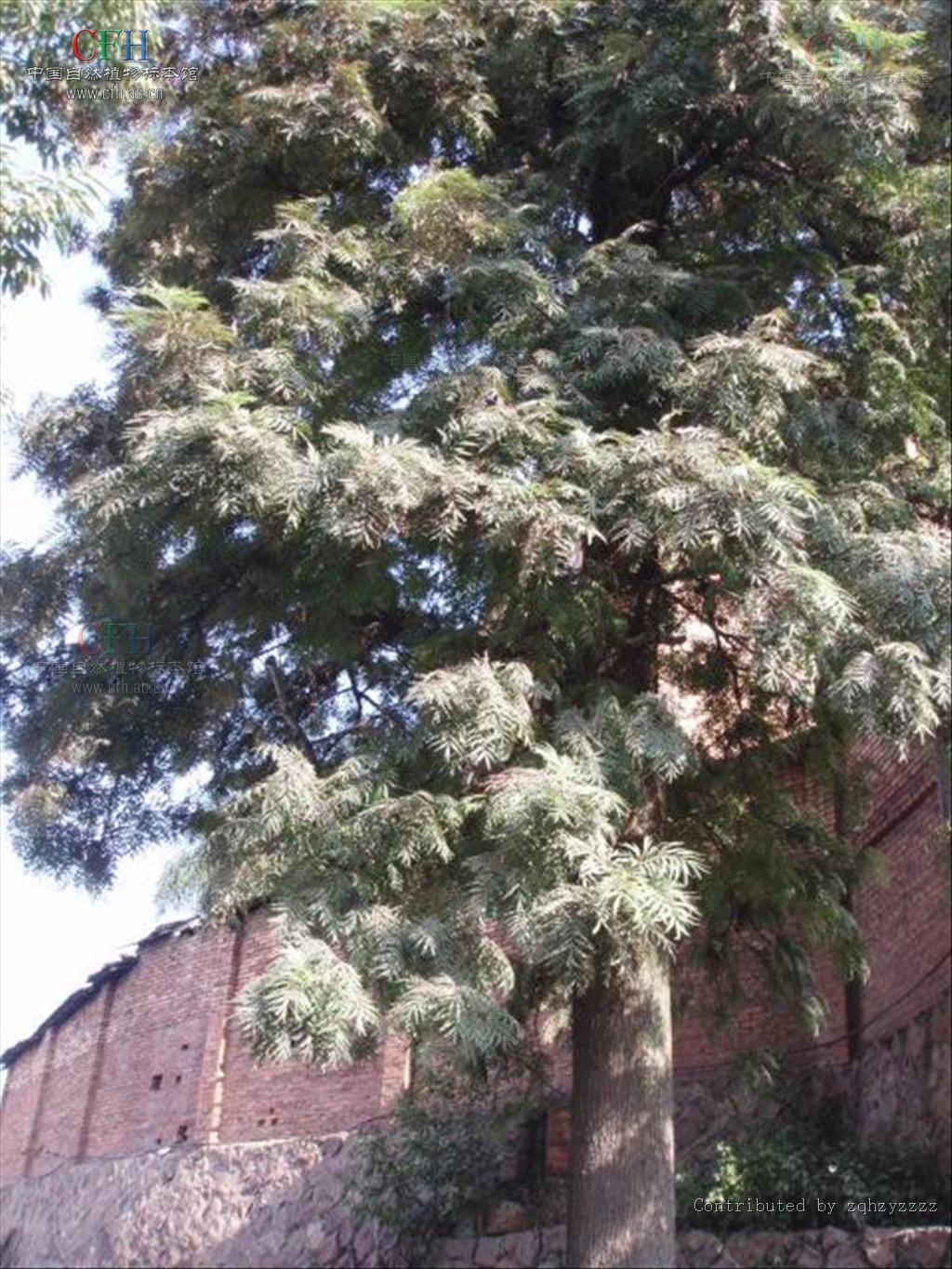  p>银桦( i>grevillea robusta /i>)大乔木,高可达20米; a target="