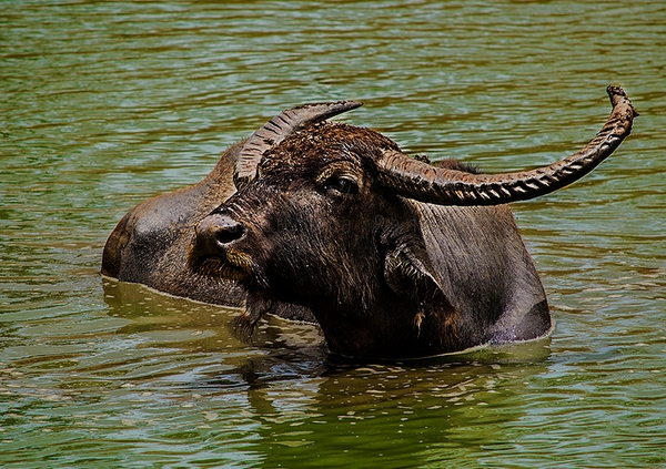 水牛