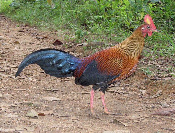  p>黑尾原鸡(学名: i>gallus lafayetii /i>): a href="#" data-lemma