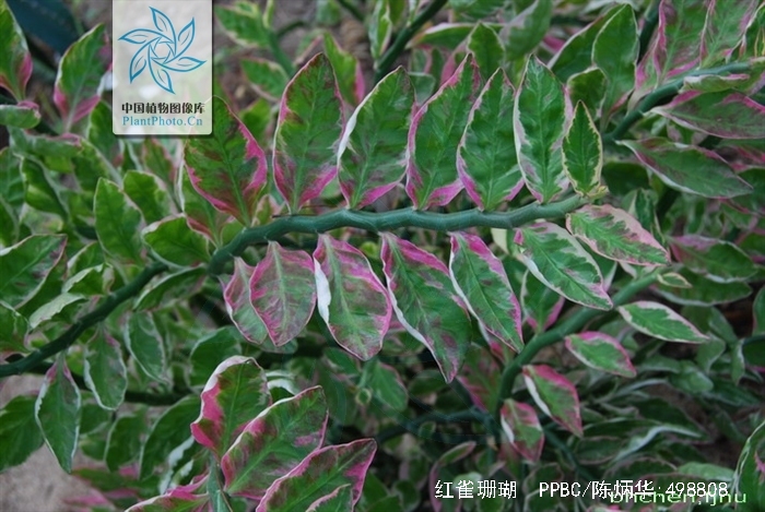  p>红雀珊瑚(学名: i>pedilanthus tithymaloides /i> (linn.) poit.