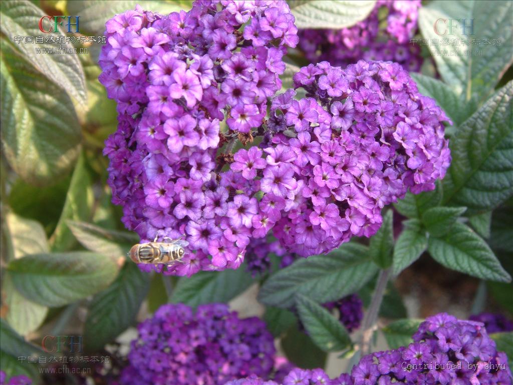  p> a href="#" data-lemmaid="3979500">天芥菜 /a>(学名