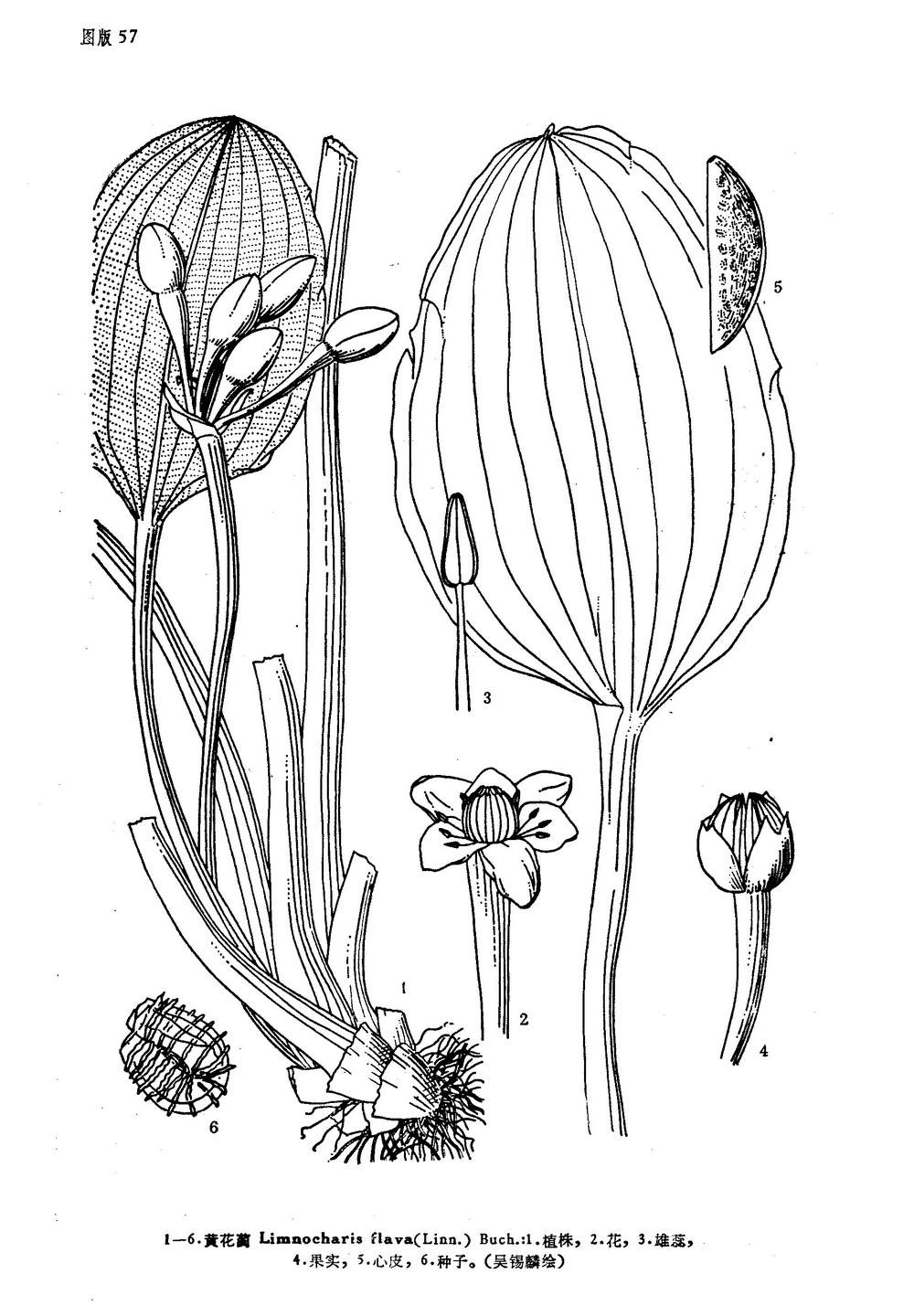  p>黄花蔺属(学名limnocharis humb. et bonpl.