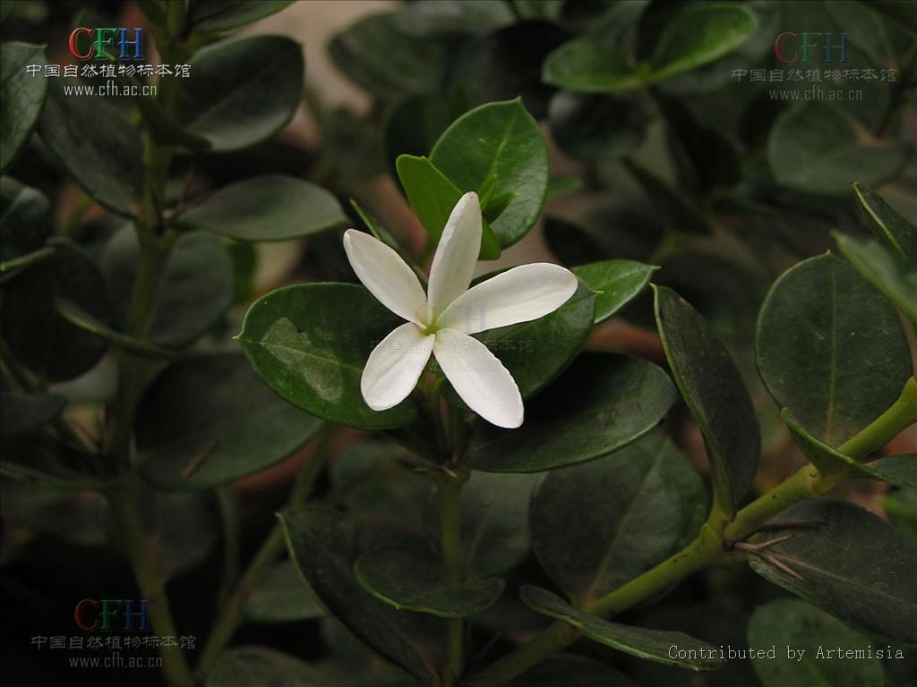  p>假虎刺(学名:carissa spinarum)是 a href="#" data-lemmaid="