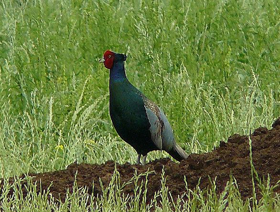 phasianus versicolor