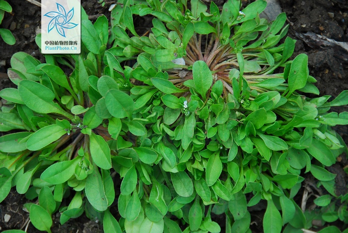  p>附地菜(学名: i>trigonotis peduncularis /i>)为 a href="#" data