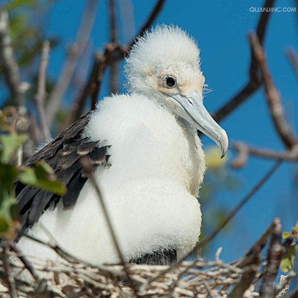  p>小军舰鸟(学名: i>fregata minor /i>):为 a target="_blank" href