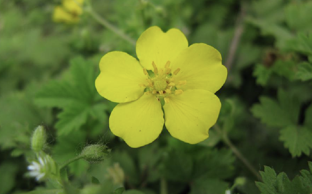 是蔷薇科委陵菜属植物.